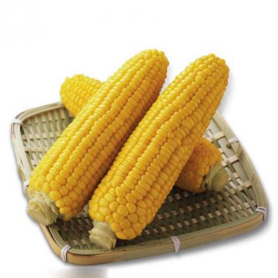 优质玉米（500g） 
