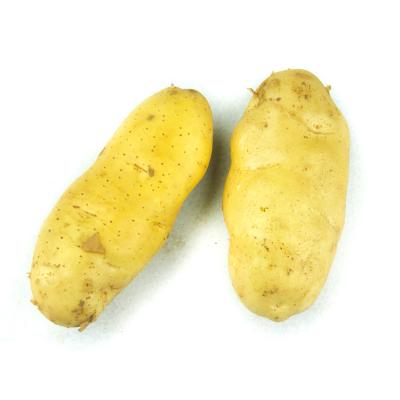 荷兰土豆约3斤
