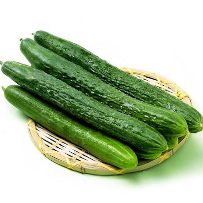 黄瓜约3斤